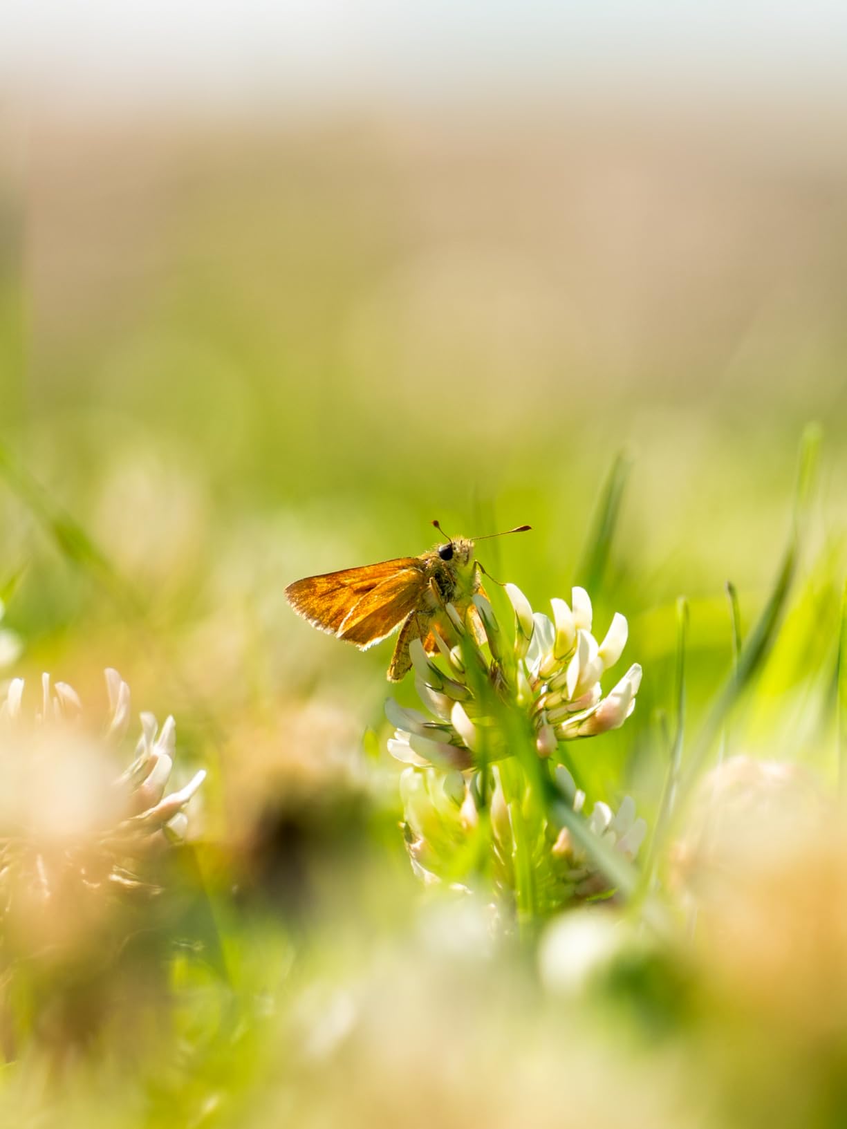 Tamron 28-200 F/2.8-5.6 Di III RXD for Sony Mirrorless Full Frame/APS-C E-Mount - Customer Photo 1