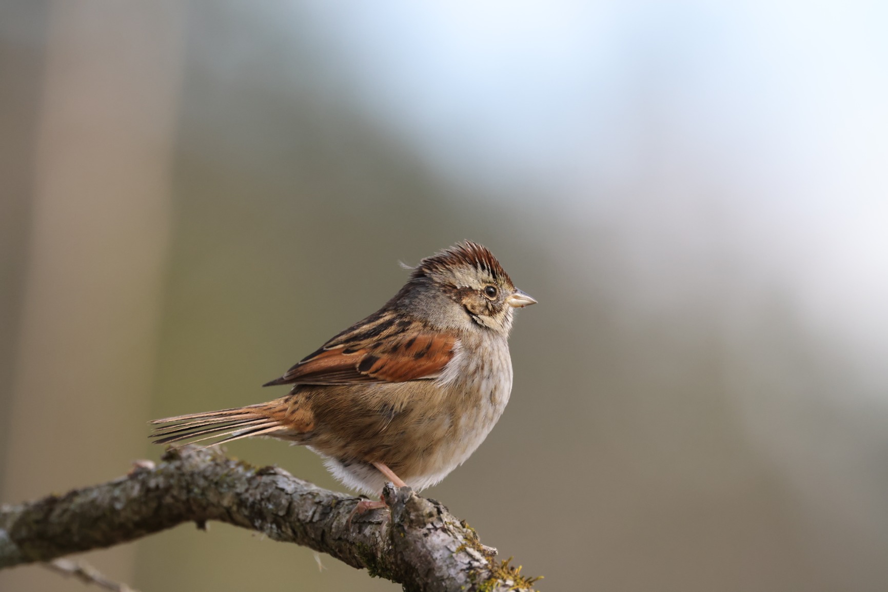 Canon EOS R5 Mirrorless Camera (Body Only), Full-Frame Hybrid Camera, 8K Video, 45 Megapixel CMOS Sensor, DIGIC X Image Processor, Up to 12 FPS, RF Mount, Black - Customer Photo 1