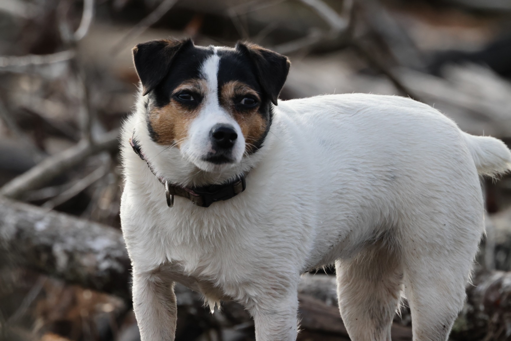 Canon EOS R5 Mirrorless Camera (Body Only), Full-Frame Hybrid Camera, 8K Video, 45 Megapixel CMOS Sensor, DIGIC X Image Processor, Up to 12 FPS, RF Mount, Black - Customer Photo 2