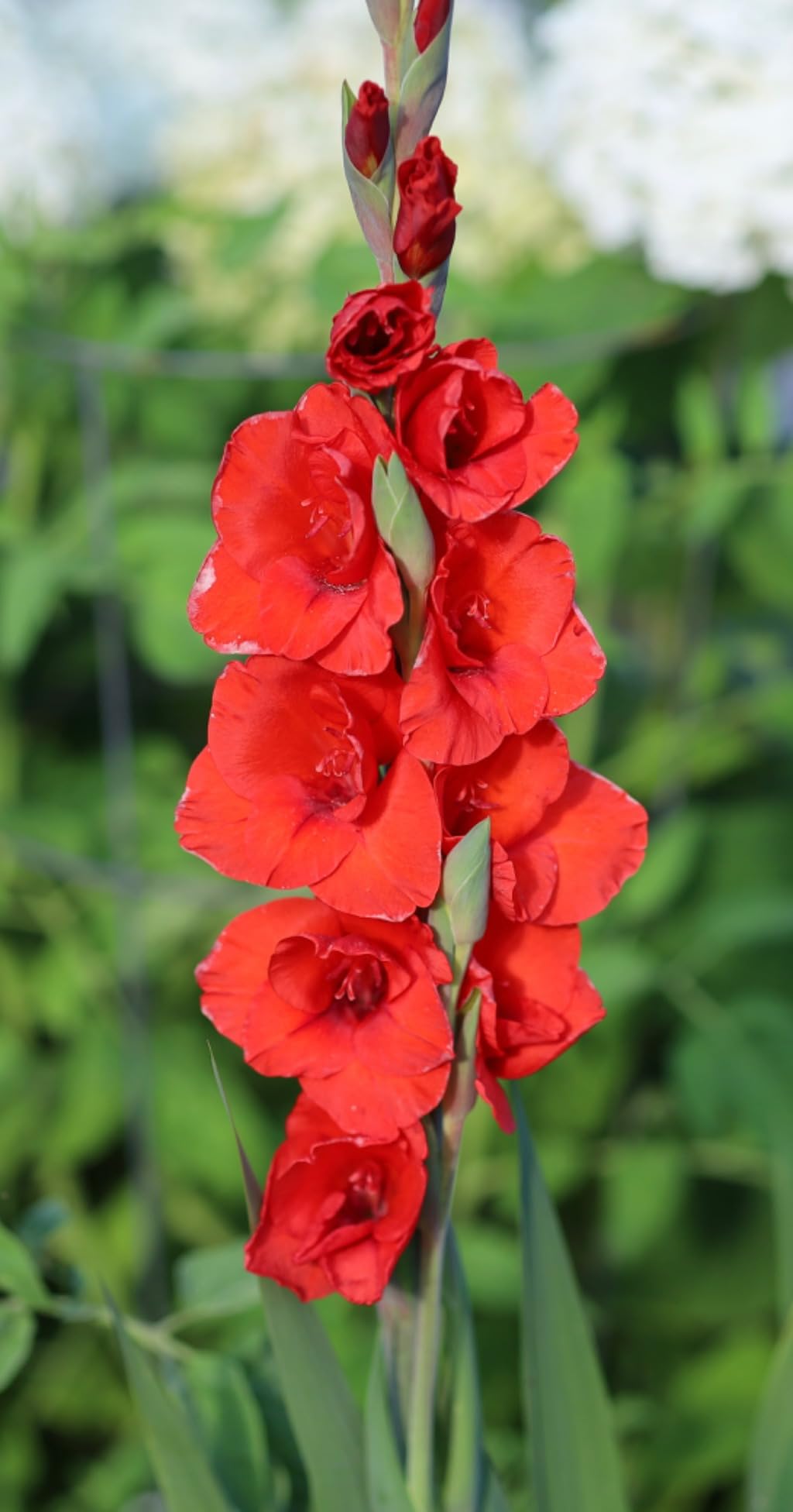 Canon RF 85mm F2 Macro is STM, Compact Medium-Telephoto Black Lens (4234C002) - Customer Photo 5