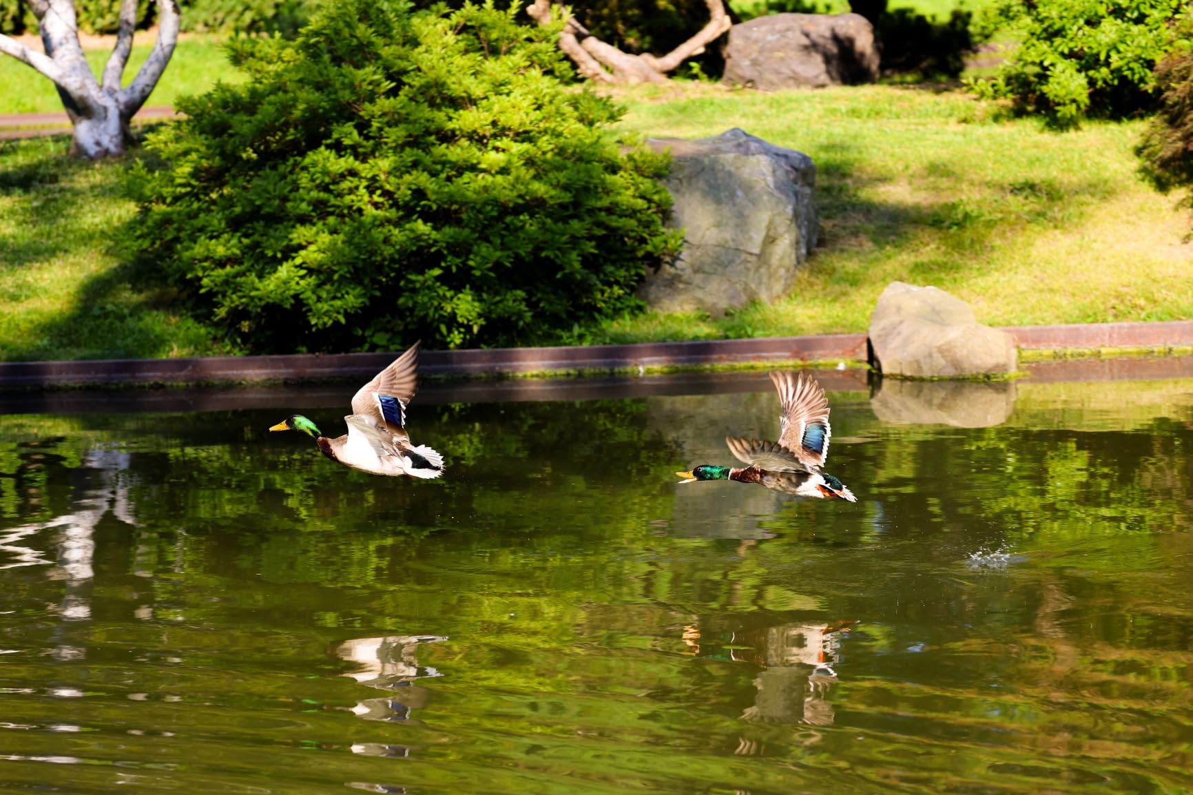 Canon RF100-500mm F4.5-7.1 L is USM Lens, Super-Telephoto Zoom Lens, Compatible with EOS R Series Mirrorless Cameras, White - Customer Photo 2