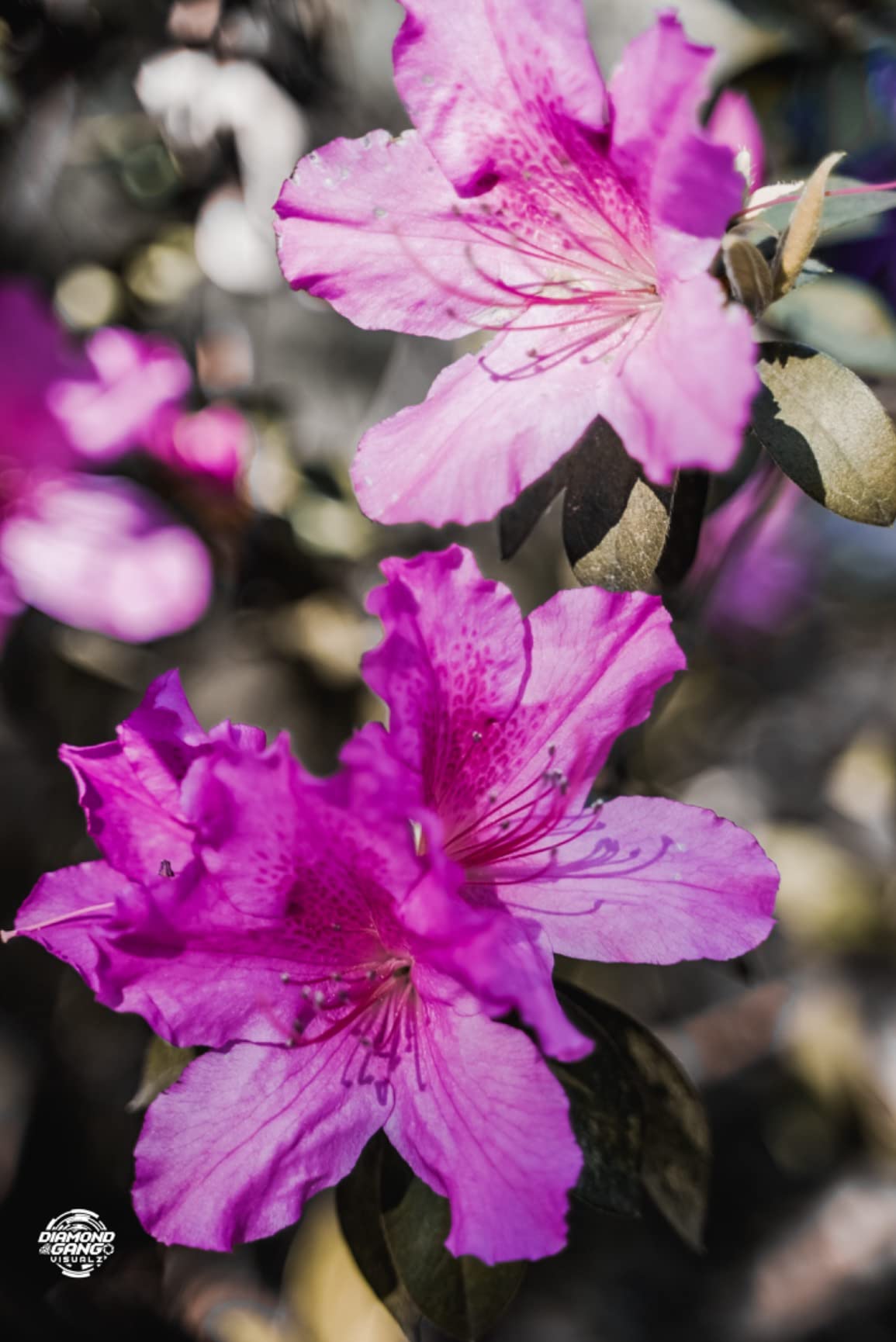 Sony NEW Alpha 7S III Full-frame Interchangeable Lens Mirrorless Camera - Customer Photo 3