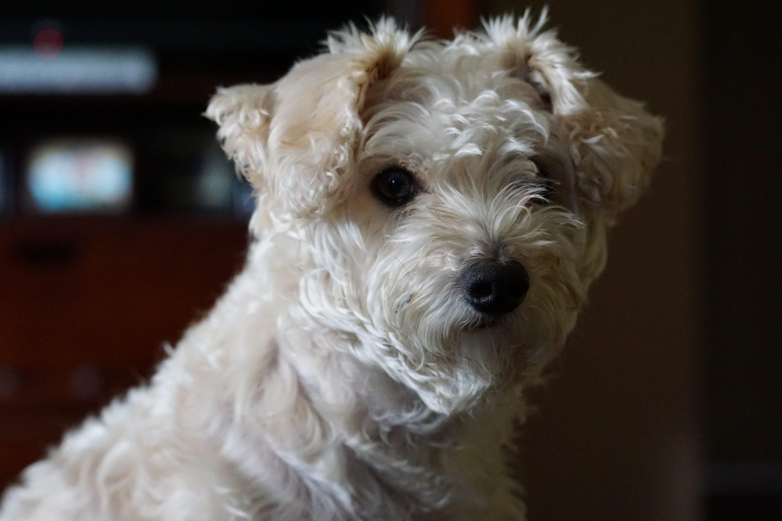 Tamron 70-300mm F/4.5-6.3 Di III RXD for Sony Mirrorless Full Frame/APS-C E-Mount (Tamron 6 Year Limited USA Warranty), Black - Customer Photo 4