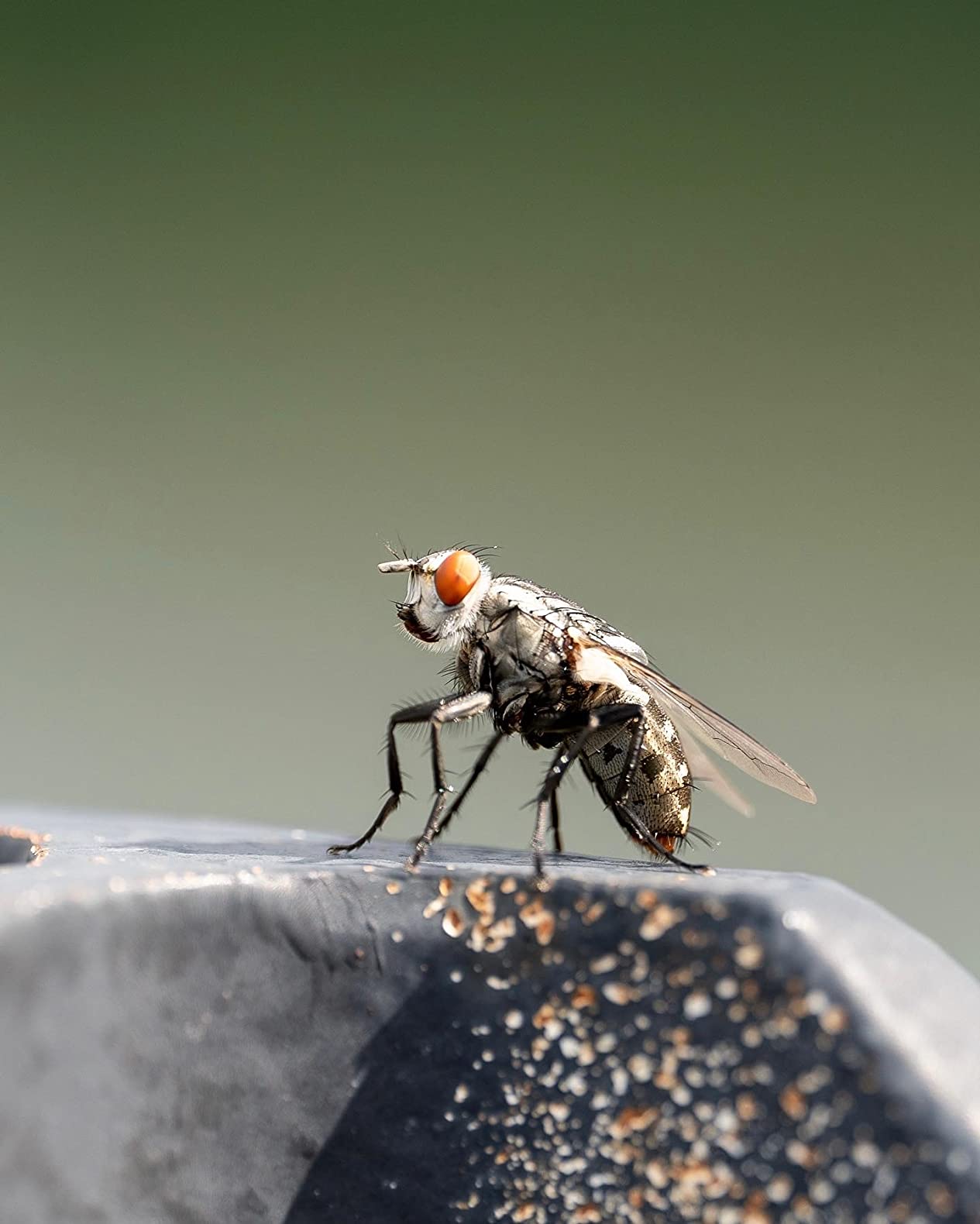 Sigma 105mm F2.8 DG DN Macro Art (Sony E-mount) customer photo 2