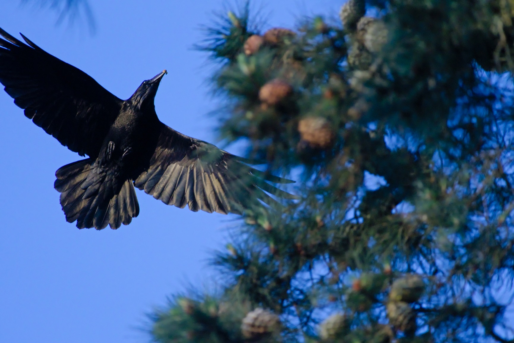 Pentax K-3 Mark III Flagship APS-C Black Camera Body - 12fps, Touch Screen LCD, Weather Resistant Magnesium Alloy Body with in-Body 5-Axis Shake Reduction. 1.05x Optical viewfinder with 100% FOV customer photo 2