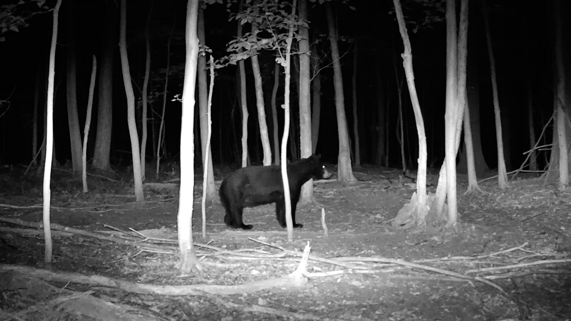 [5-Yrs Free Data Recovery] GIGASTONE 128GB SD Card, 4K Camera Pro, A1 V30 SDXC Memory Card 4K UHD Video Compatible with Canon Digital Camera, with 1 Mini Cases - Customer Photo 3