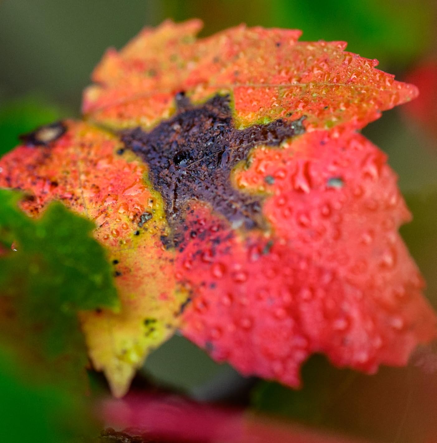 Nikon NIKKOR Z MC 105mm f/2.8 VR S | Professional macro prime lens for Z series mirrorless cameras - Customer Photo 1