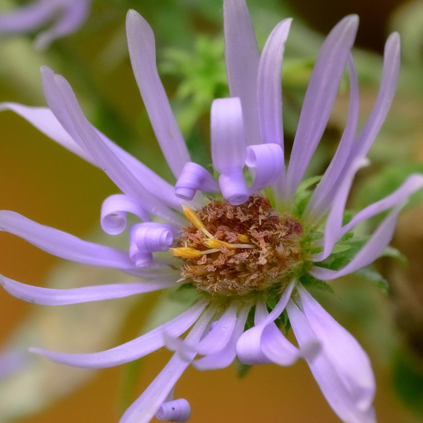 Nikon NIKKOR Z MC 105mm f/2.8 VR S | Professional macro prime lens for Z series mirrorless cameras | Nikon USA Model - Customer Photo 5