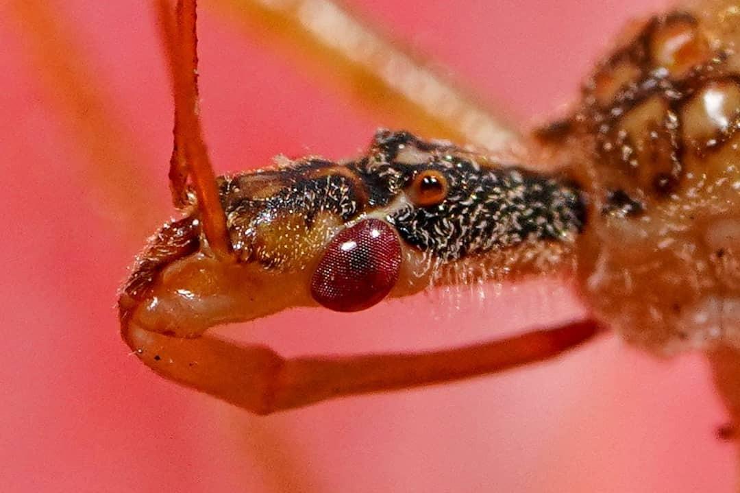 Sony Alpha a7R IV A Full-Frame Mirrorless Camera Body (ILCE7RM4A/B) customer photo 2