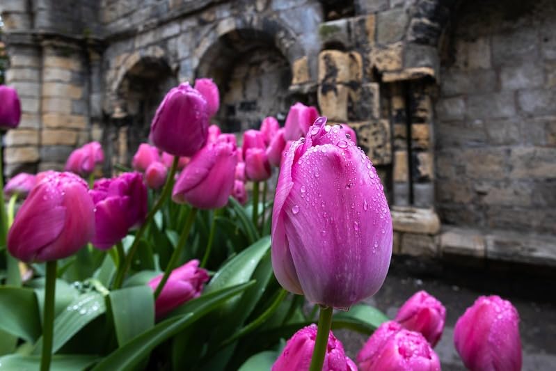 Canon RF16mm F2.8 STM Lens, Ultra Wide-Angle, Fixed Focal Length Prime Lens, Compatible with EOS R Series Mirrorless Cameras, Black - Customer Photo 5