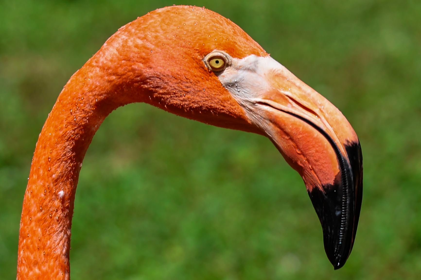 Canon RF100-400mm F5.6-8 is USM Black - Customer Photo 1