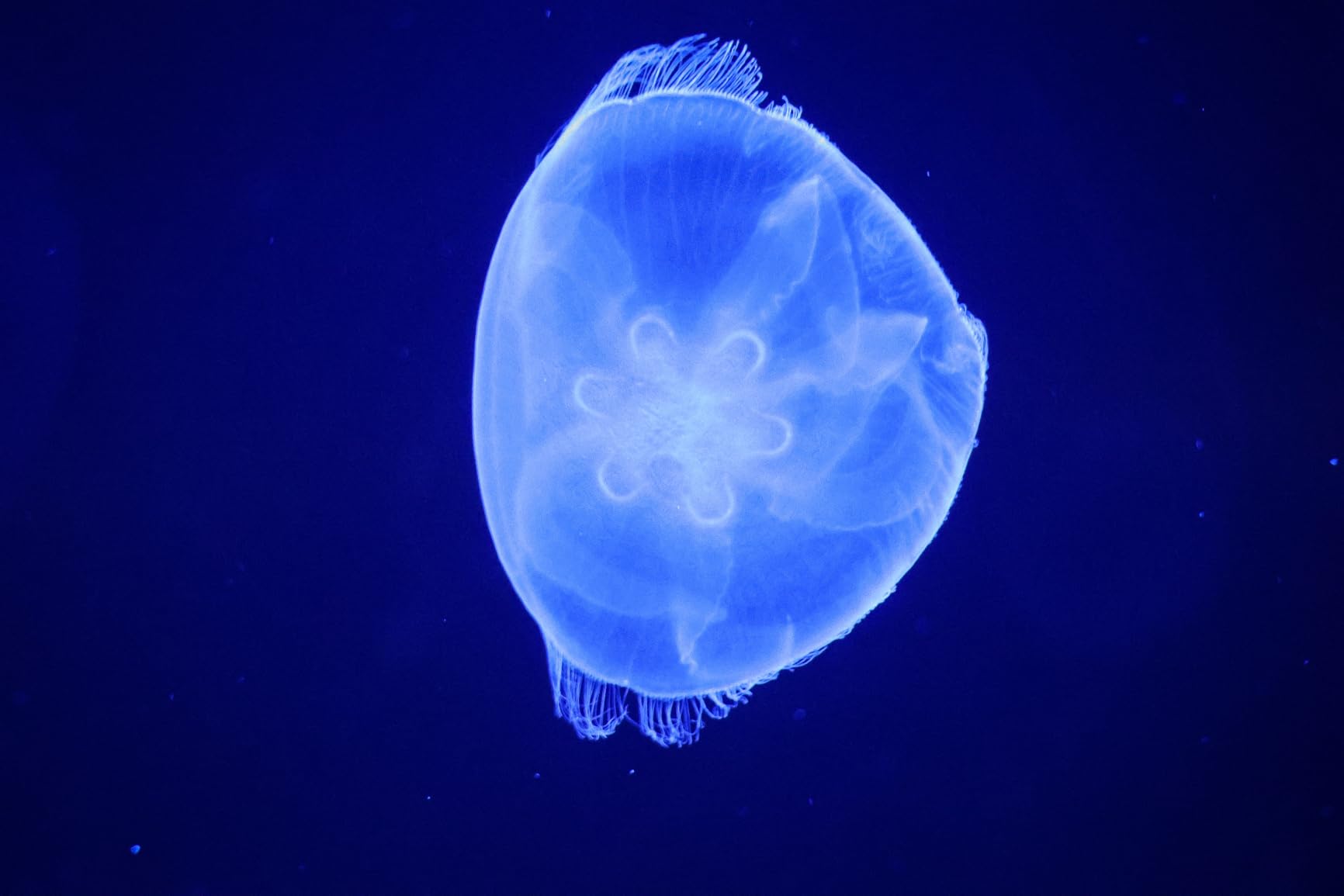 Canon RF100-400mm F5.6-8 is USM Black Customer Review Canon RF100-400mm F5.6-8 is USM Black - Customer Photo 2