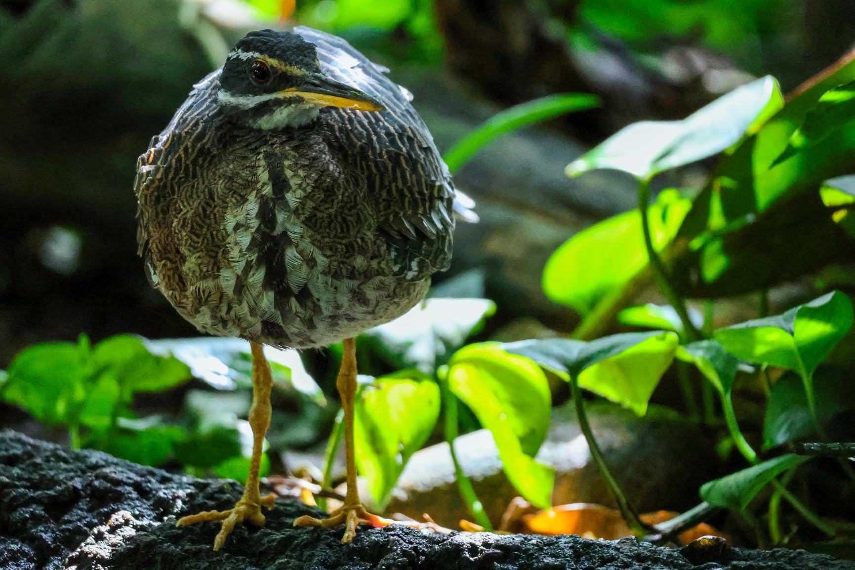 Canon RF100-400mm F5.6-8 is USM Black - Customer Photo 3