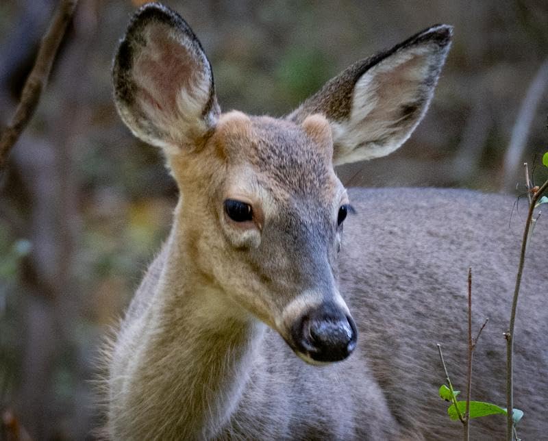 Tamron 28-75mm F/2.8 Di III VXD G2 for Sony E-Mount Full Frame/APS-C (6 Year Limited USA Warranty) - Customer Photo 1