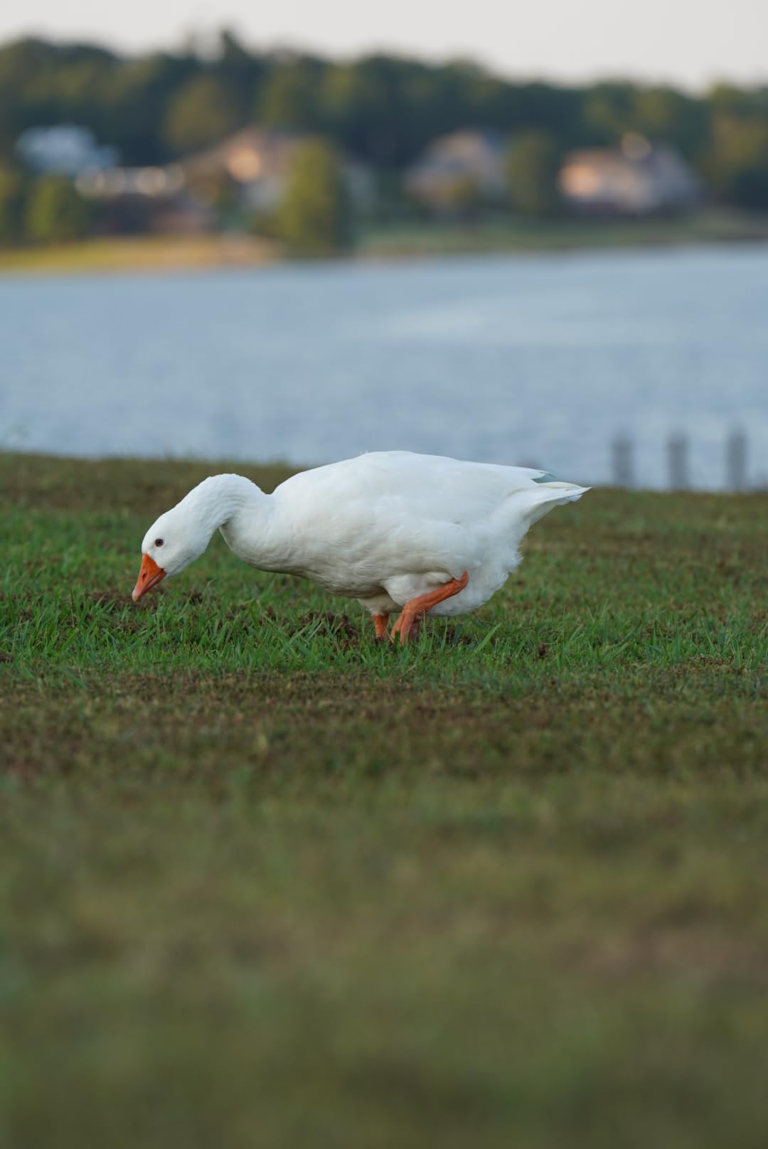 Sony FE 70-200mm F2.8 GM OSS II Full-Frame Constant-Aperture telephoto Zoom G Master Lens (SEL70200GM2) White - Customer Photo 3