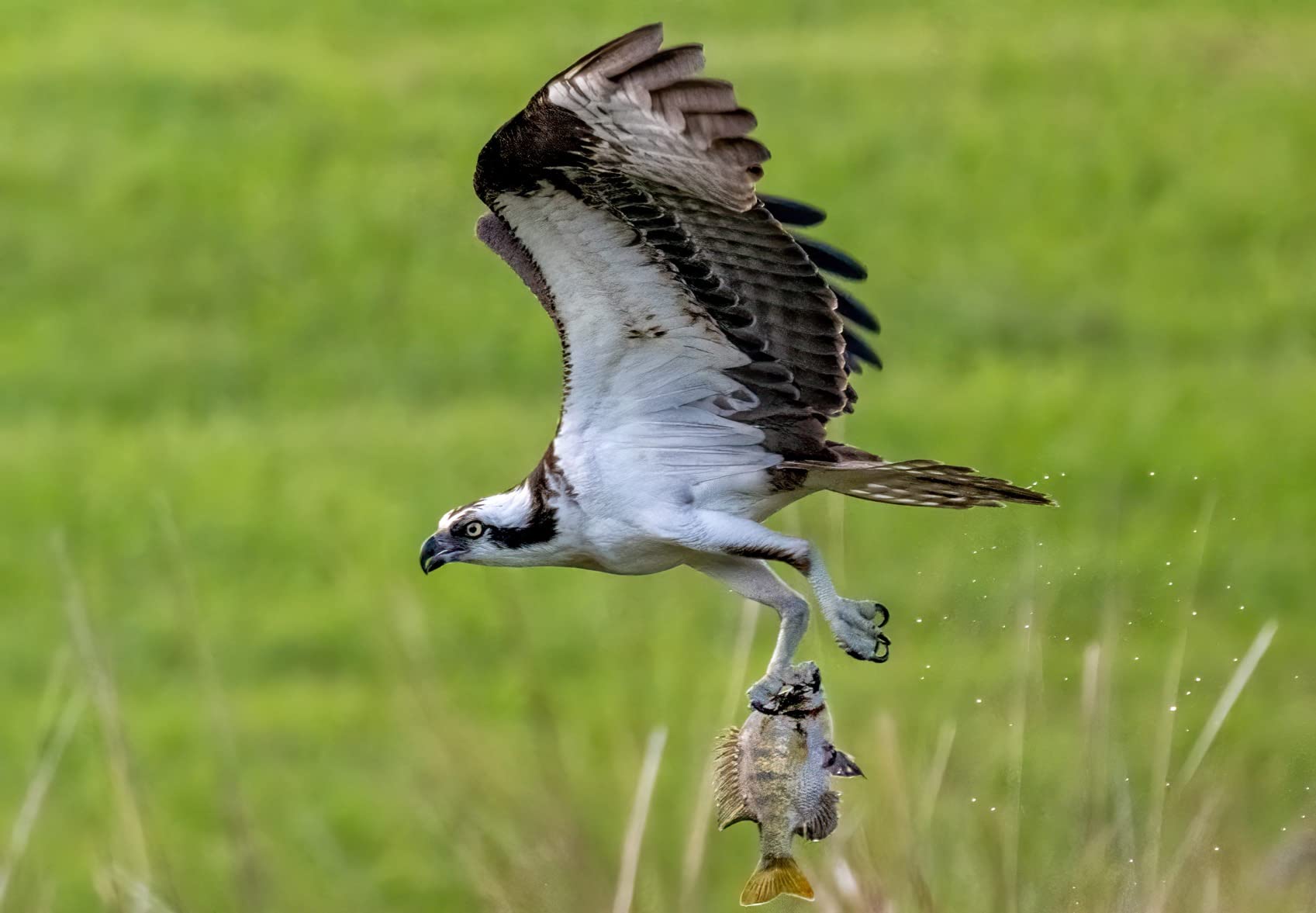 Nikon NIKKOR Z 100-400mm VR S | Premium versatile telephoto zoom lens with image stabilization for Z series mirrorless cameras (compatible with teleconverters) | Nikon USA Model - Customer Photo 1