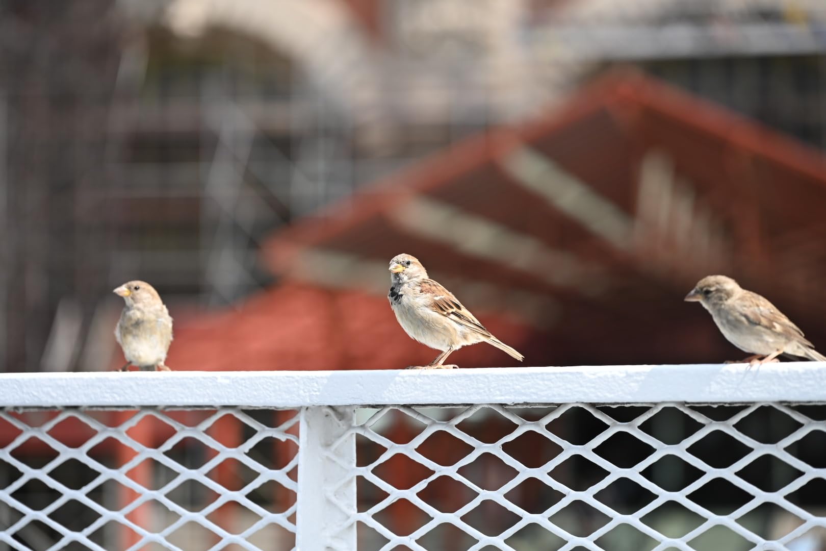 Nikon NIKKOR Z 24-120mm f/4 S | Premium constant aperture all-in-one zoom lens for Z series mirrorless cameras (wide angle to telephoto) | Nikon USA Model - Customer Photo 2