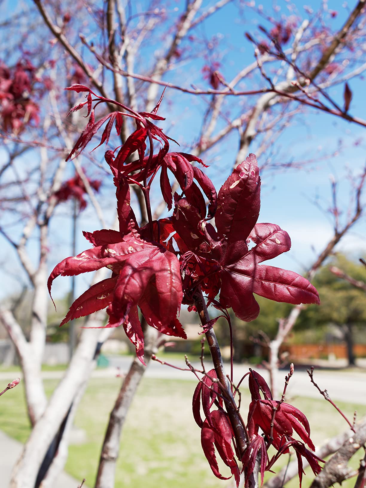 OM SYSTEM Olympus M.Zuiko Digital ED 20mm F1.4 PRO Lens,Black - Customer Photo 1
