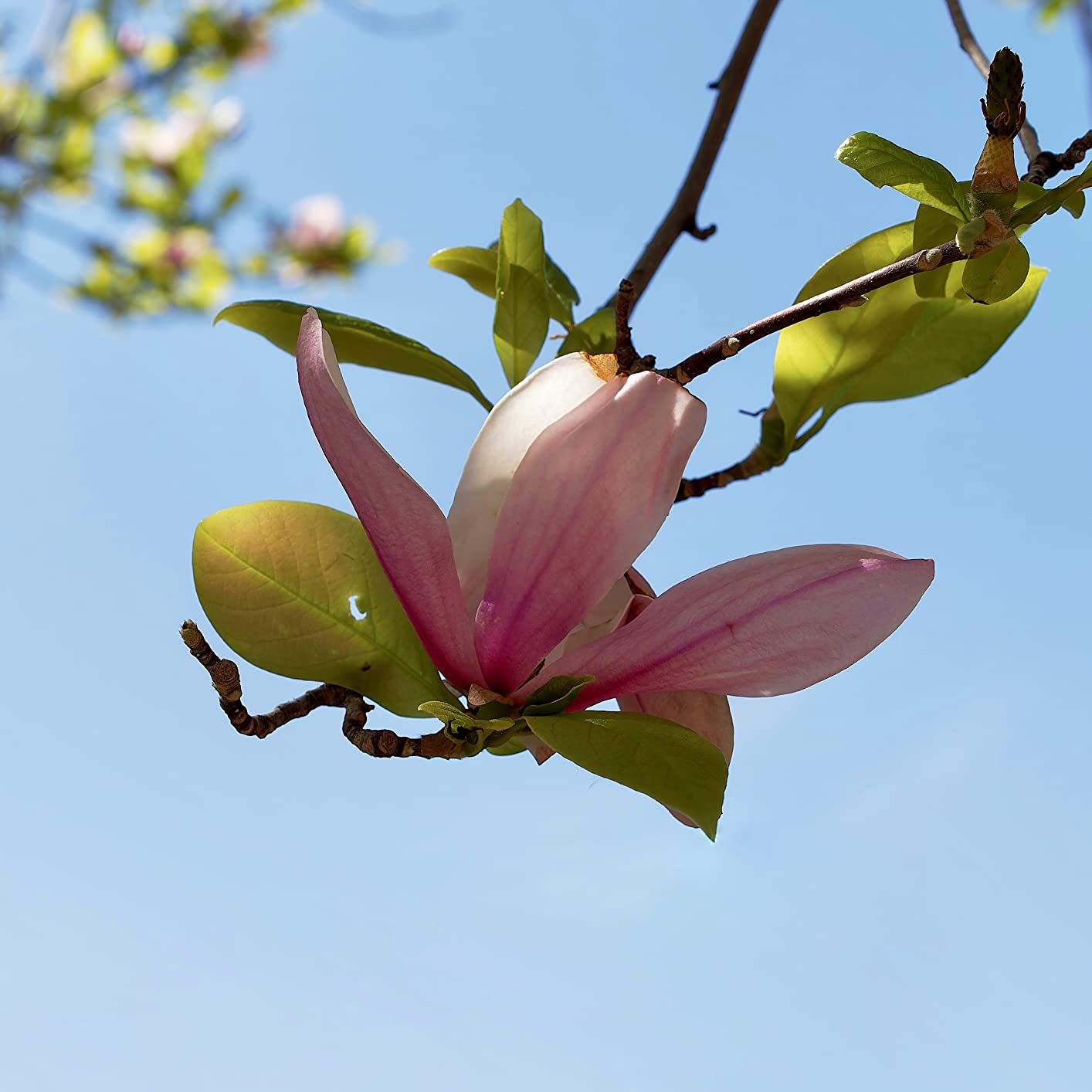 OM SYSTEM Olympus M.Zuiko Digital ED 20mm F1.4 PRO Lens,Black - Customer Photo 2