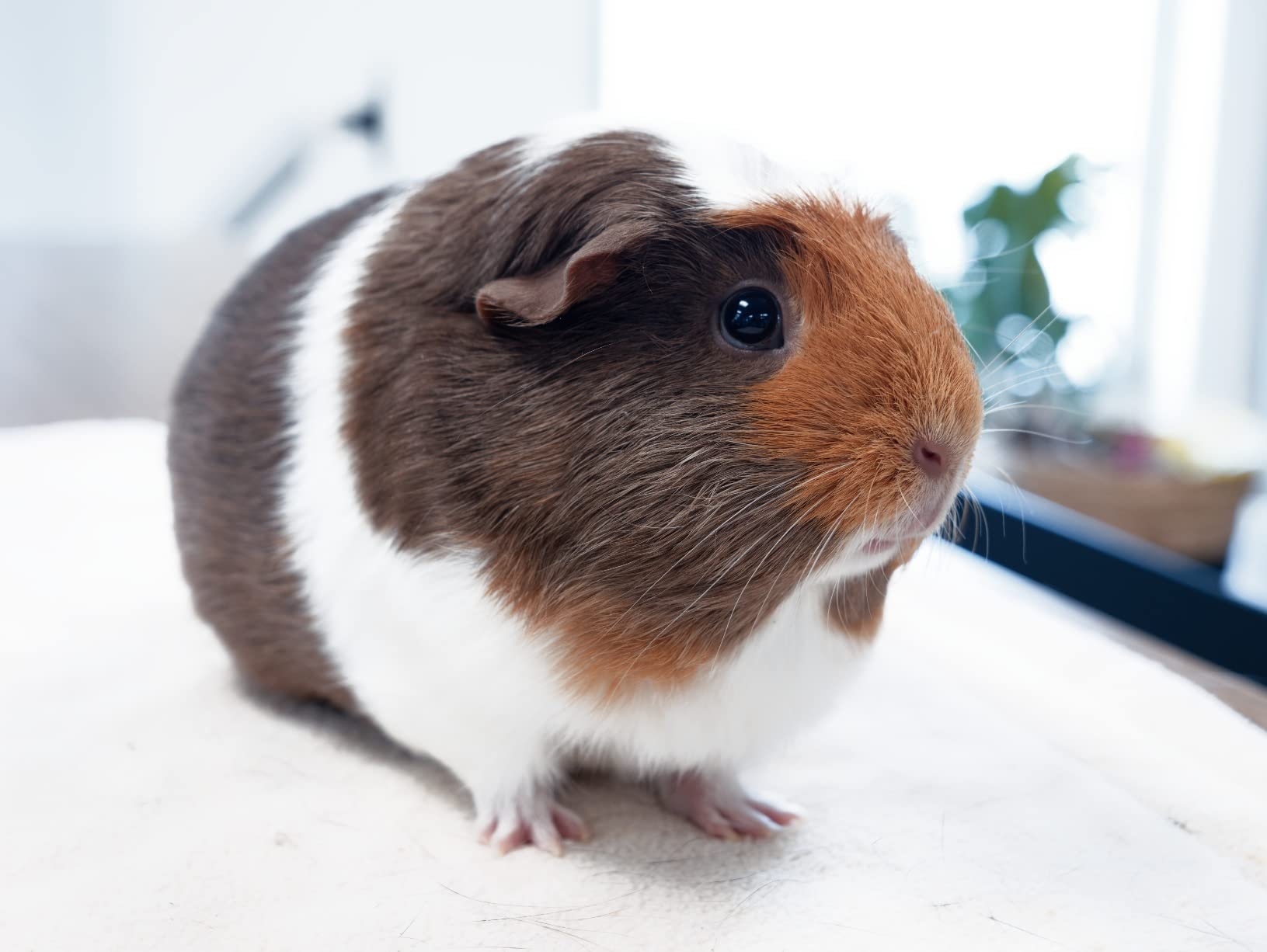 Panasonic LUMIX GH6, 25.2MP Mirrorless Micro Four Thirds Camera with Unlimited C4K/4K 4:2:2 10-bit Video Recording, 7.5-Stop 5-Axis Dual Image Stabilizer – DC-GH6BODY Black - Customer Photo 2