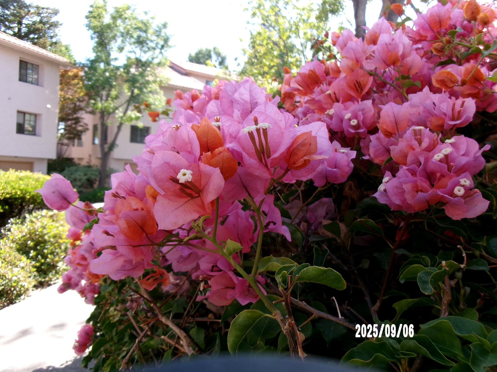 KODAK PIXPRO FZ55-RD 16MP Digital Camera 5X Optical Zoom 28mm Wide Angle 1080P Full HD Video 2.7