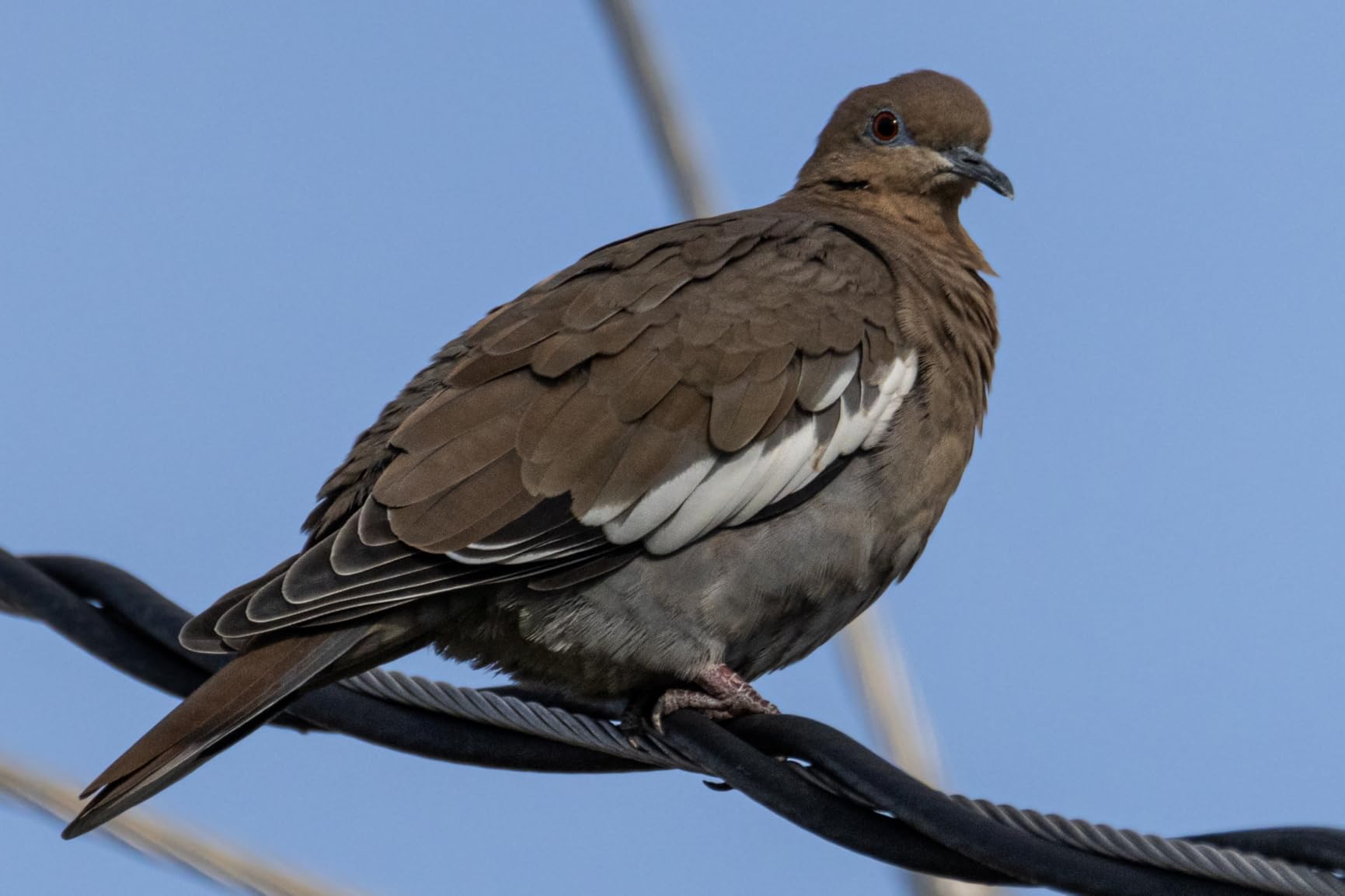 Canon EOS R7 RF-S18-150mm F3.5-6.3 IS STM Lens Kit, Mirrorless Vlogging Camera, 32.5 MP Image Quality, 4K 60p Video, DIGIC X Image Processor, Dual Pixel CMOS AF, Subject Detection, Content Creators - Customer Photo 2