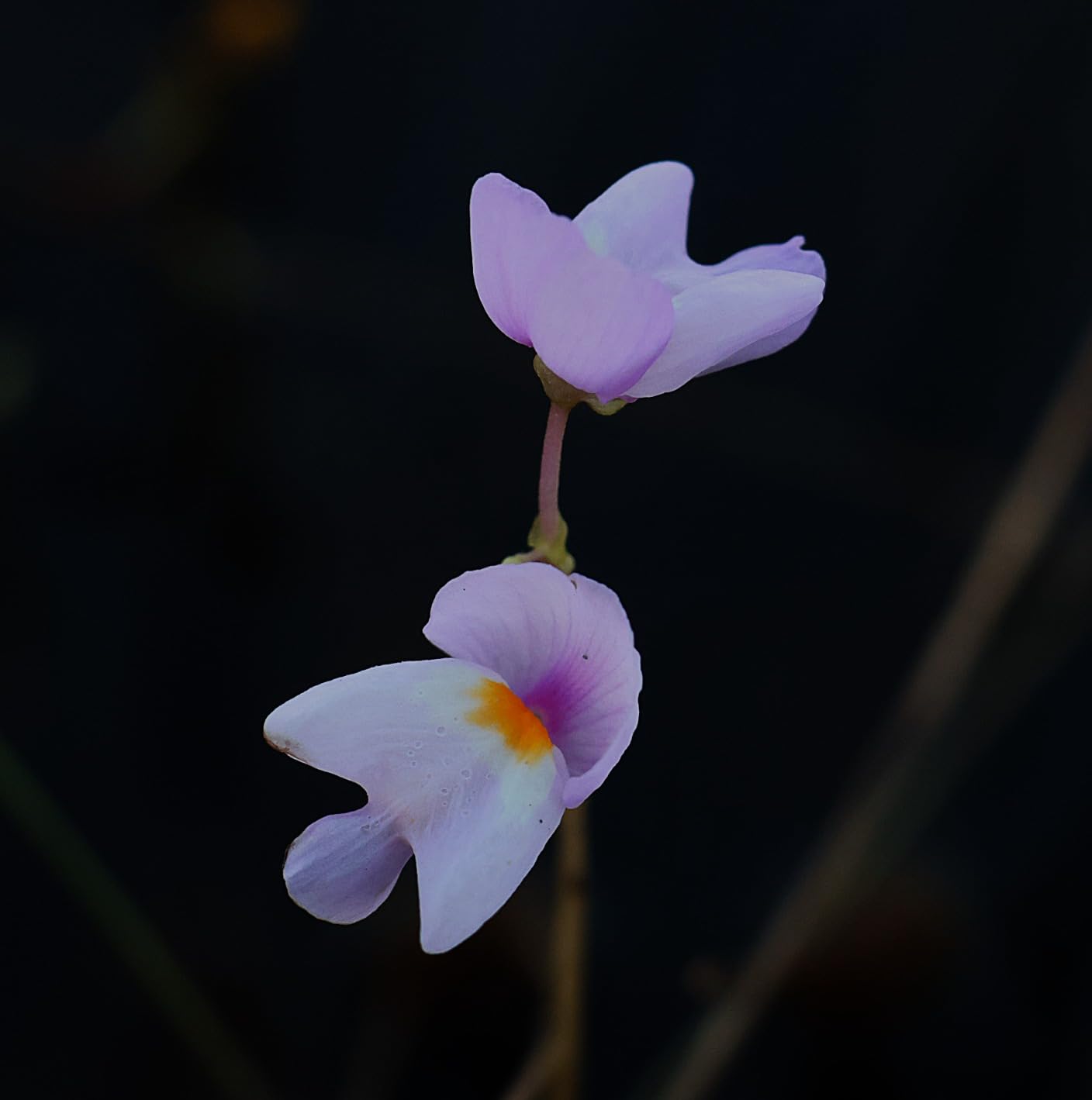 Canon RF-S18-150mm F3.5-6.3 Lens - Customer Photo 1