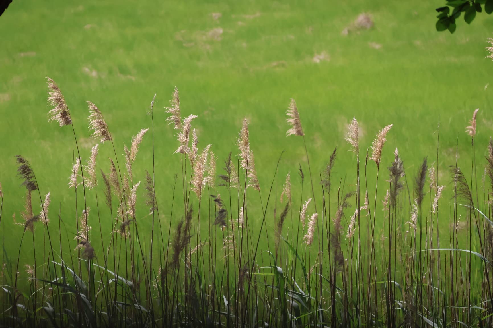 Canon RF-S18-150mm F3.5-6.3 Lens - Customer Photo 3