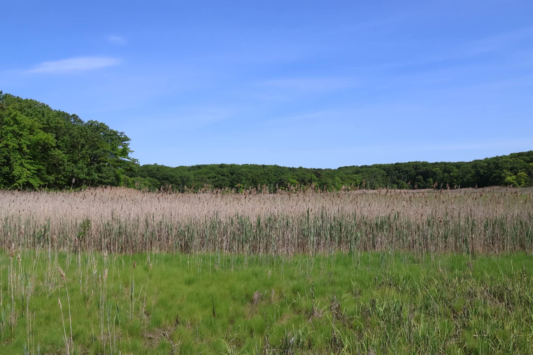 Canon RF-S18-150mm F3.5-6.3 Lens - Customer Photo 4