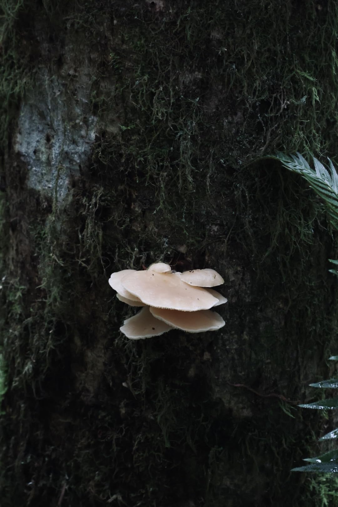 Canon EOS R10 RF-S18-150mm F3.5-6.3 is STM Lens Kit, Mirrorless Vlogging Camera, 24.2 MP, 4K Video, DIGIC X Image Processor, High-Speed Shooting, Subject Tracking, Compact, for Content Creators Black - Customer Photo 4