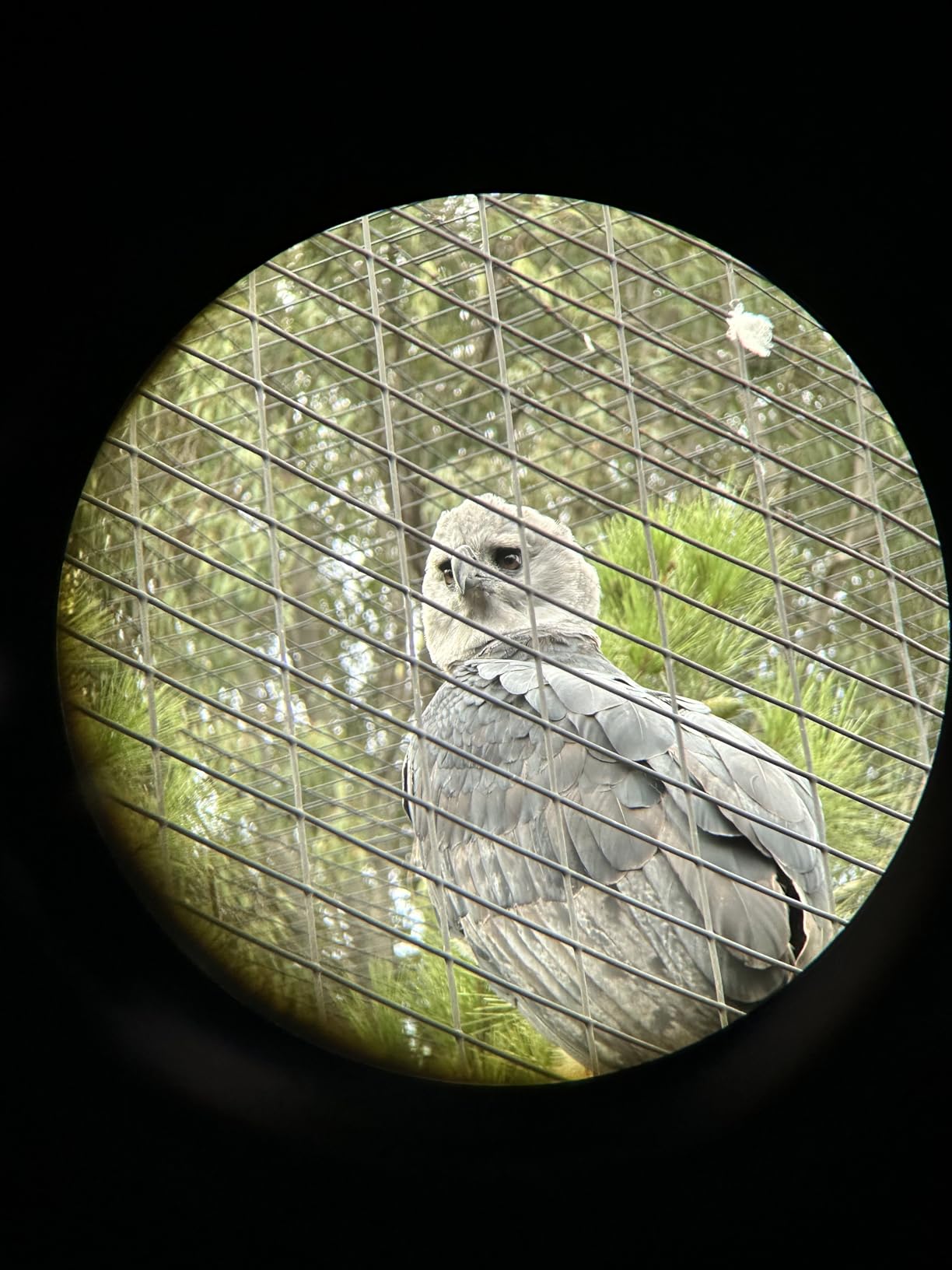 Nikon PROSTAFF P3 10x42 Binocular | Waterproof, fogproof, Rubber-Armored Full-Size Binocular, Wide Field of View & Long Eye Relief | Official Nikon USA Model - Customer Photo 1