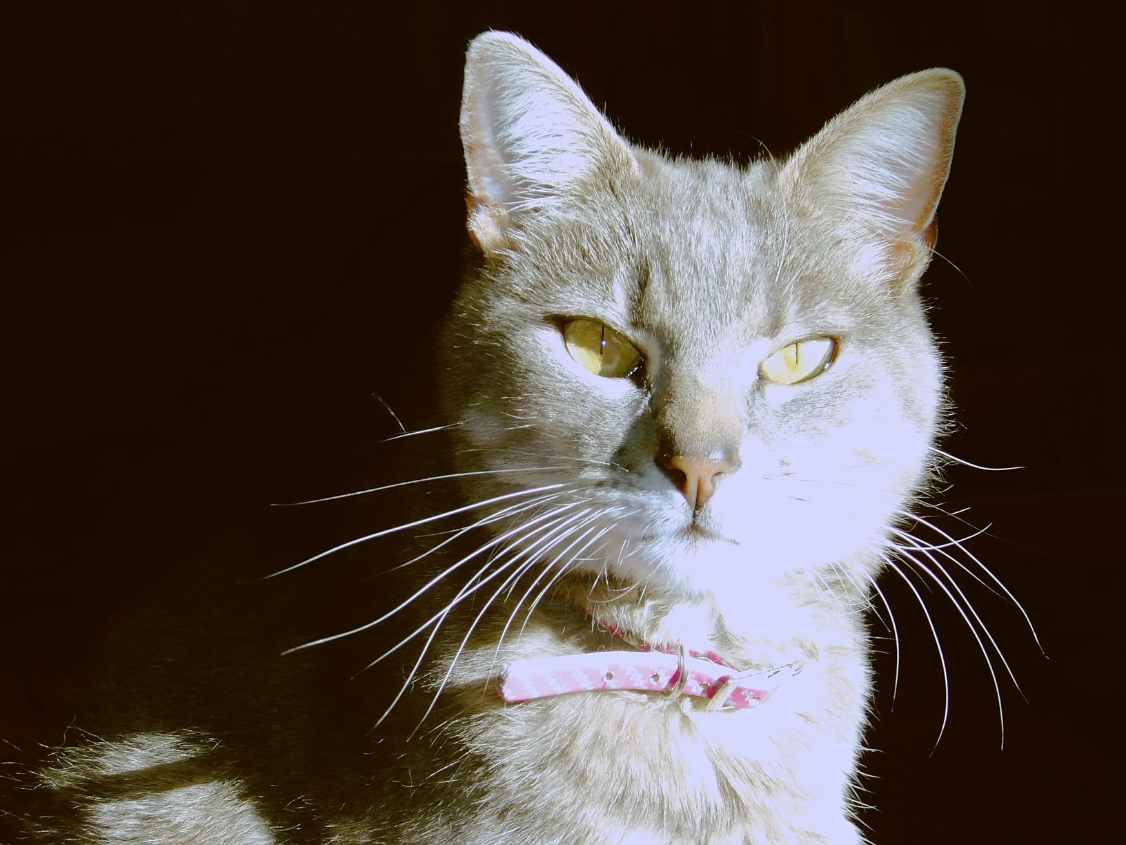 KODAK PIXPRO WPZ2 Rugged Waterproof Digital Camera 16MP 4X Optical Zoom 2.7