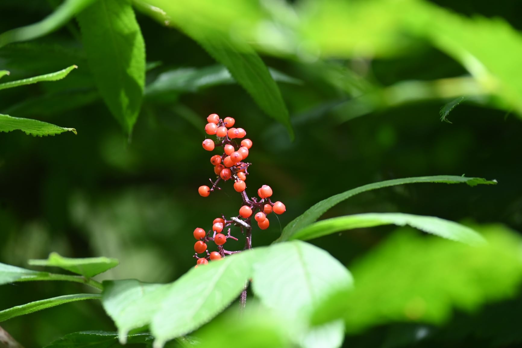 Nikon Z 30 | Our most compact, lightweight mirrorless stills/video camera | Nikon USA Model Customer Review Nikon Z 30 | Our most compact, lightweight mirrorless stills/video camera | Nikon USA Model - Customer Photo 4