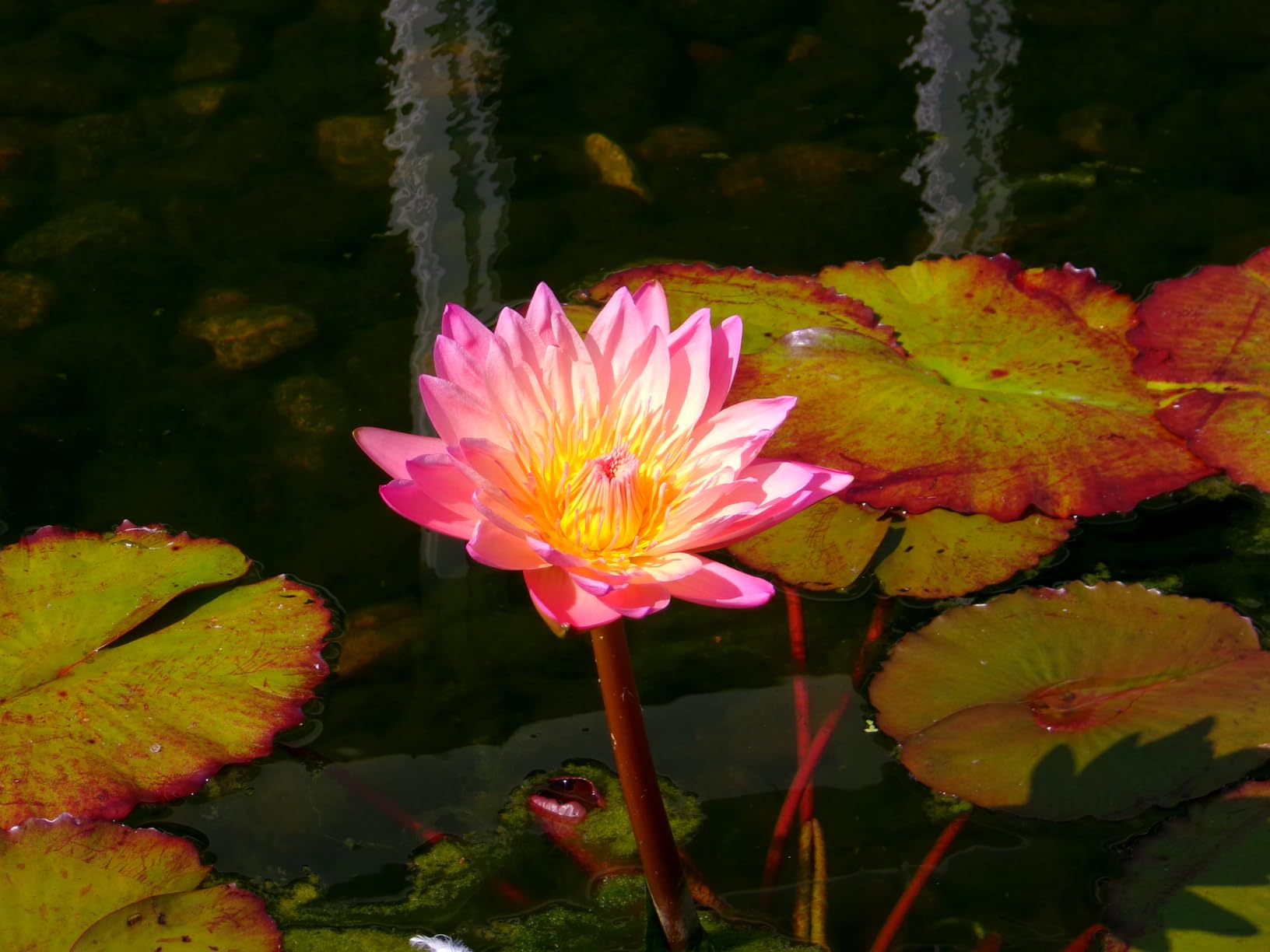 KODAK PIXPRO Friendly Zoom FZ45-BK 16MP Digital Camera with 4X Optical Zoom 27mm Wide Angle and 2.7