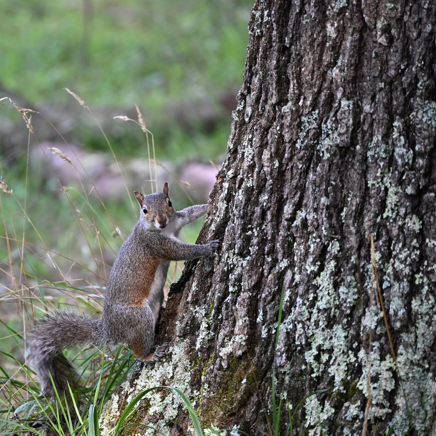 Tamron 70-300mm F/4.5-6.3 Di III RXD for Nikon Z Mirrorless Cameras (Model A047Z) Black Customer Review Tamron 70-300mm F/4.5-6.3 Di III RXD for Nikon Z Mirrorless Cameras (Model A047Z) Black - Customer Photo 1