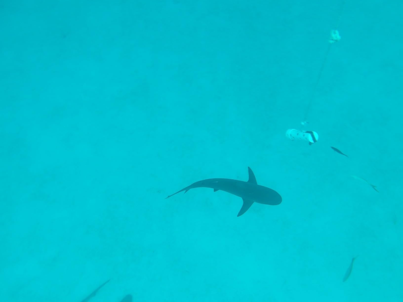 KODAK PIXPRO WPZ2 Rugged Waterproof Shockproof Dustproof WiFi Digital Camera 16MP 4X Optical Zoom 1080P Full HD Video Vlogging Camera 2.7