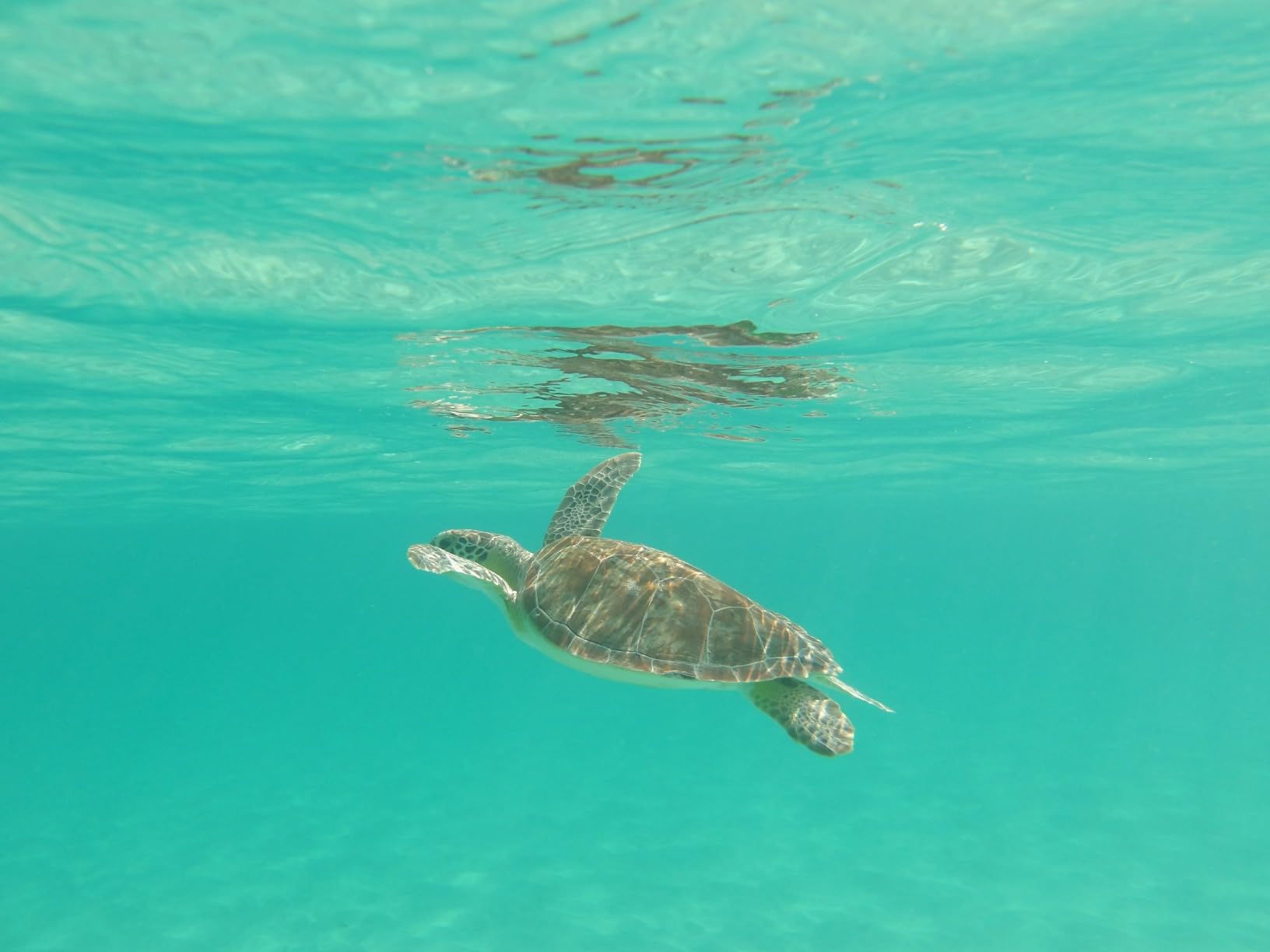 KODAK PIXPRO WPZ2 Rugged Waterproof Shockproof Dustproof WiFi Digital Camera 16MP 4X Optical Zoom 1080P Full HD Video Vlogging Camera 2.7