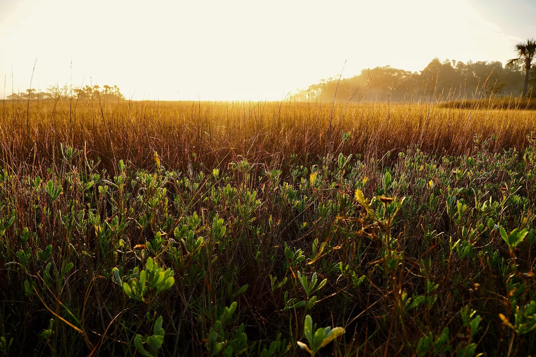 OM SYSTEM Olympus OM-5 Black Micro Four Thirds System Camera Outdoor Camera Weather Sealed Design 5-Axis Image Stabilization 50MP Handheld High Res Shot - Customer Photo 1