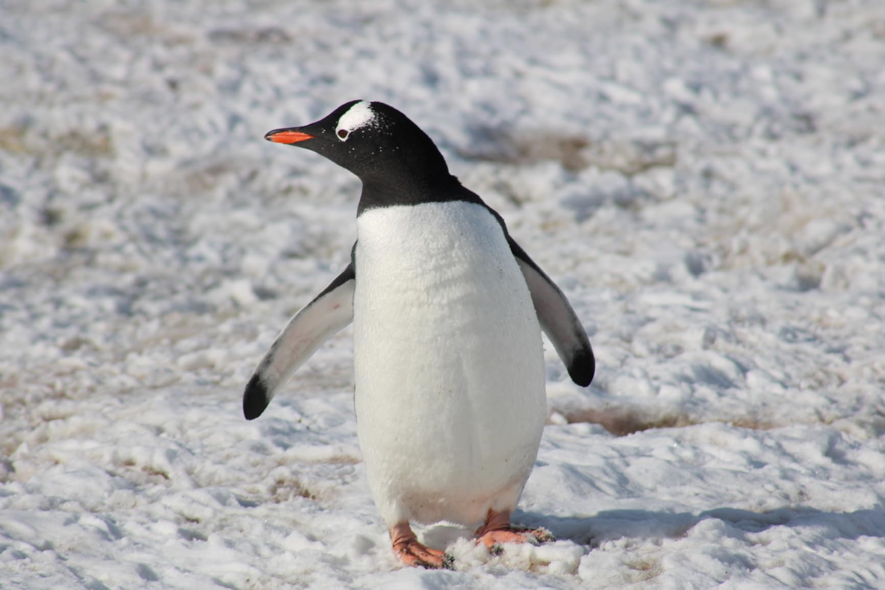 Canon EOS 2000D / Rebel T7 DSLR Camera with EF-S 18-55mm + EF 75-300mm Daul Lens + SanDisk 64GB Memory Card + Tripod + Case + Wideangle Lenses + ZeeTech Accessory Bundle (21pc Bundle) (Renewed) - Customer Photo 1