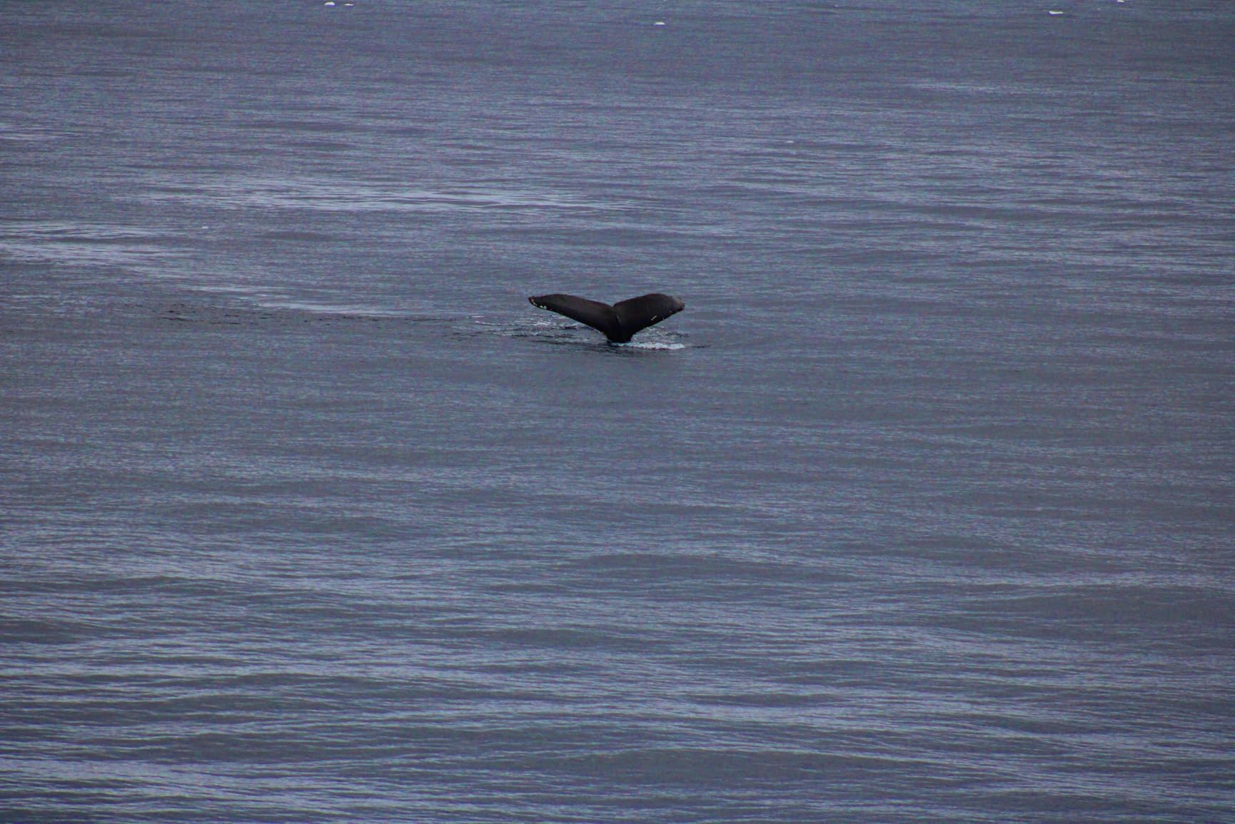 Canon EOS 2000D / Rebel T7 DSLR Camera with EF-S 18-55mm + EF 75-300mm Daul Lens + SanDisk 64GB Memory Card + Tripod + Case + Wideangle Lenses + ZeeTech Accessory Bundle (21pc Bundle) (Renewed) - Customer Photo 2