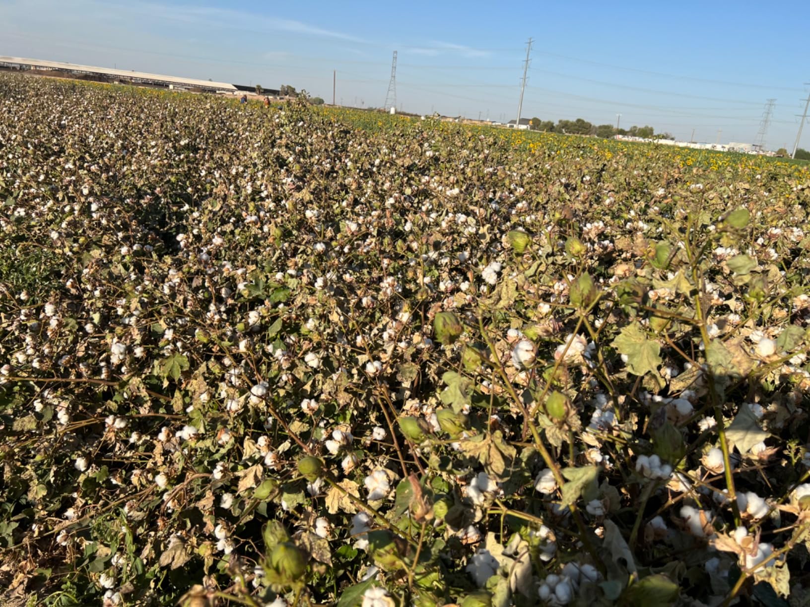 GoPro HERO11 Black Mini - Compact Waterproof Action Camera with 5.3K60 Ultra HD Video, 24.7MP Frame Grabs, 1/1.9