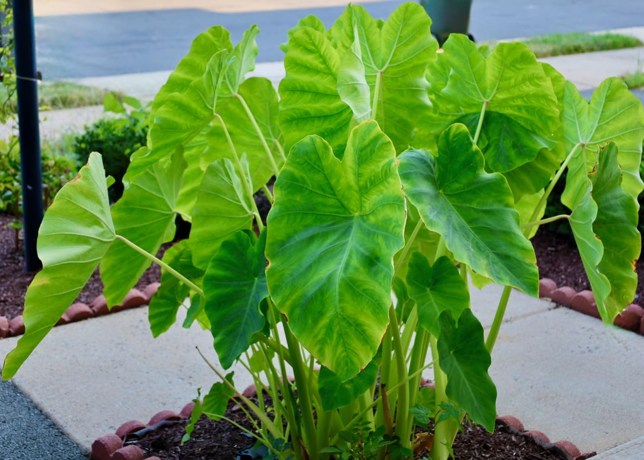 Canon EOS R6 Mark II Mirrorless Camera RF24-105mm F4-7.1 is STM Lens Kit, Full-Frame Hybrid Camera, 24.2 Megapixel CMOS Sensor, Photo and Video Capabilities, Black Customer Review Canon EOS R6 Mark II Mirrorless Camera RF24-105mm F4-7.1 is STM Lens Kit, Full-Frame Hybrid Camera, 24.2 Megapixel CMOS Sensor, Photo and Video Capabilities, Black - Customer Photo 4