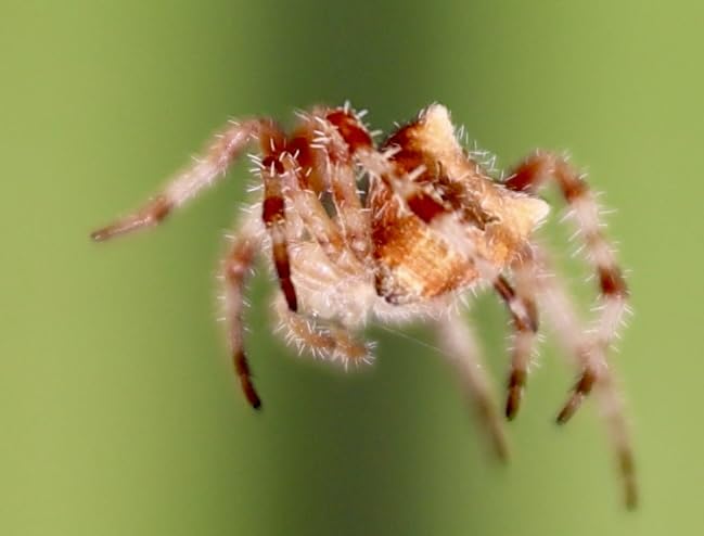 Canon EOS R8 Mirrorless Camera Body, Full‑Frame CMOS Sensor, 24.2 Megapixels, 4K 60p Video, Dual Pixel Autofocus II, Lightweight Camera for Content Creation, Photography and Vlogging, Black - Customer Photo 2