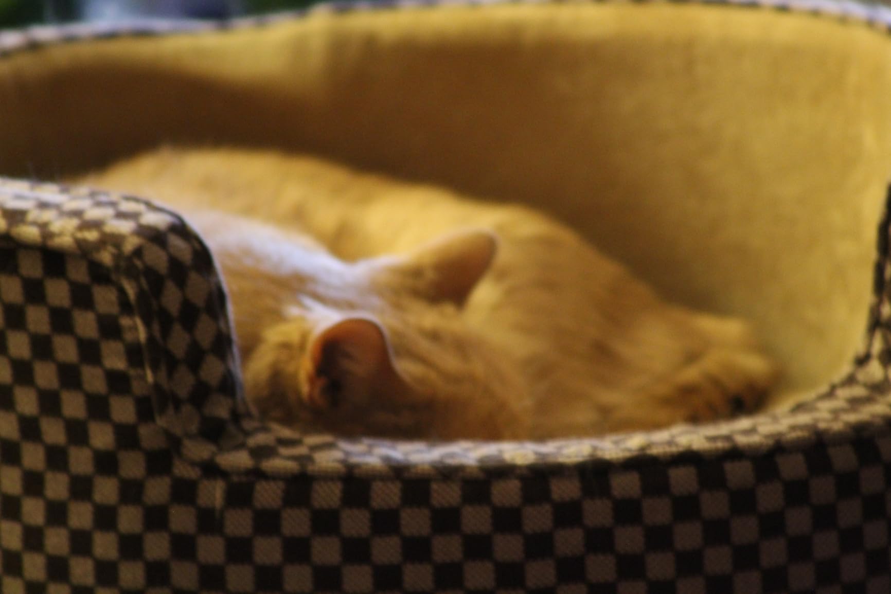 Canon EOS 4000D / Rebel T100 DSLR Camera w/EF-S 18-55mm f/3.5-5.6 Lens 3 Lens Kit Bundled with 128GB Memory + Wide Angle Lens + Telephoto Lens + Flash + More (Renewed) Black customer photo 2