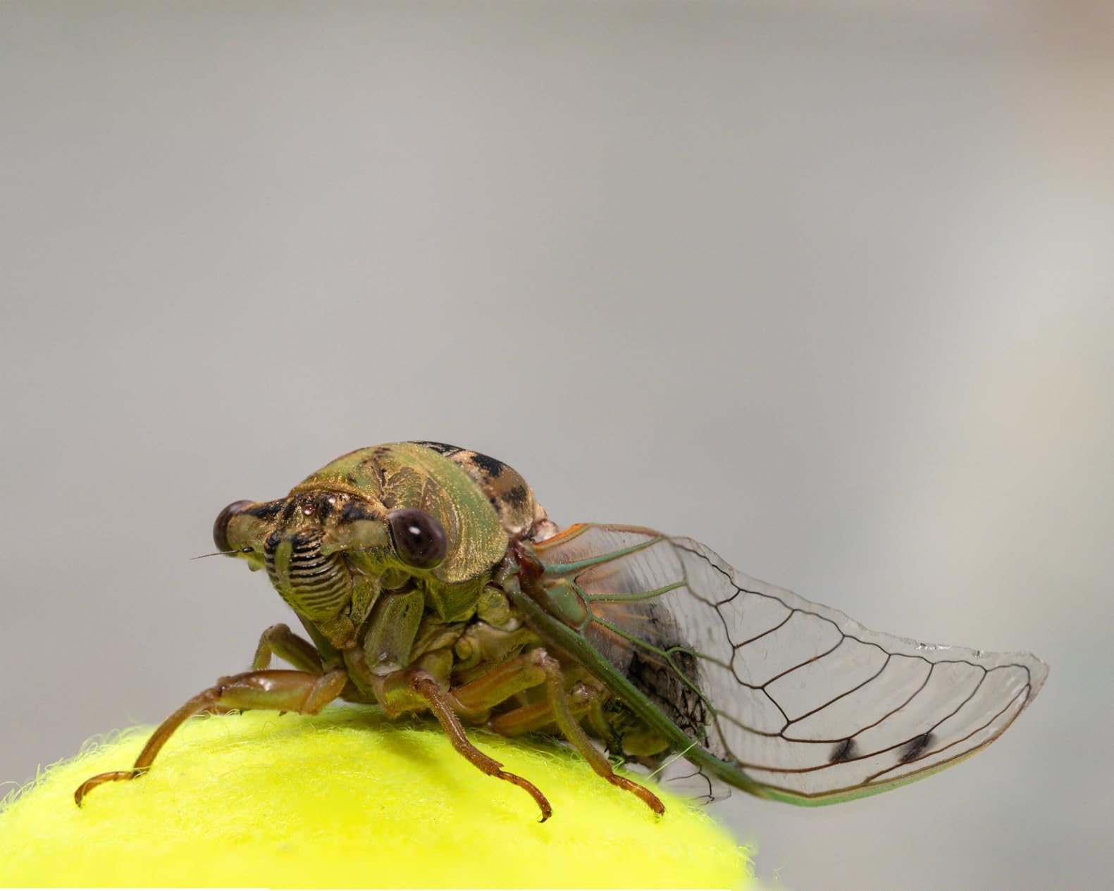 Nikon Z 8 with Zoom Lens | Professional full-frame mirrorless hybrid stills/video hybrid camera with 24-120mm f/4 lens customer photo 1