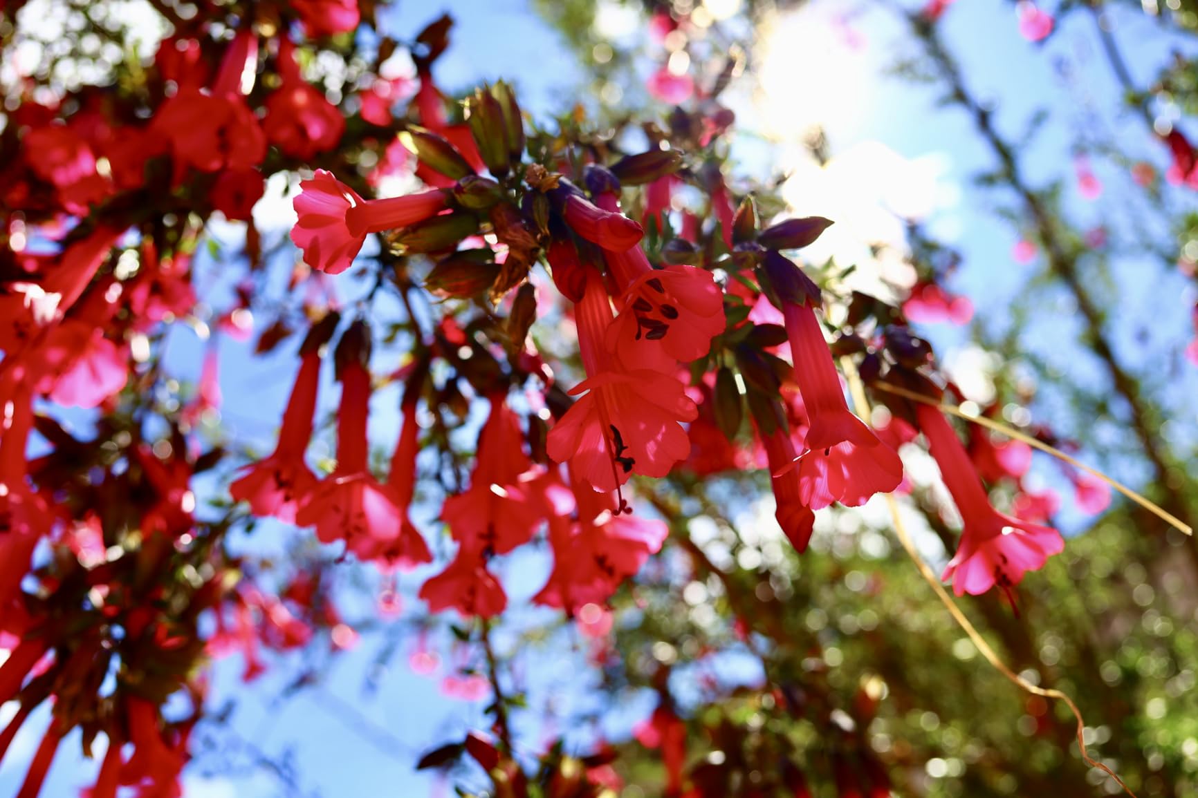 Canon RF28mm F2.8 STM Lens, RF Mount, Wide-Angle, for Full-Frame Cameras - Customer Photo 4