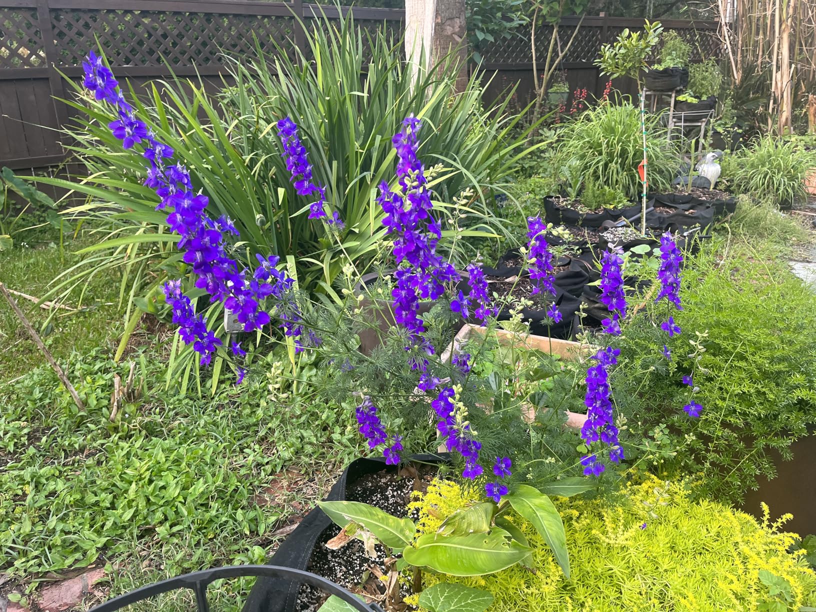 NIKKOR Z DX 24mm f/1.7 | Extra-large aperture wide-angle prime lens for APS-C size/DX format Z series mirrorless cameras | Nikon USA Model, Black - Customer Photo 2