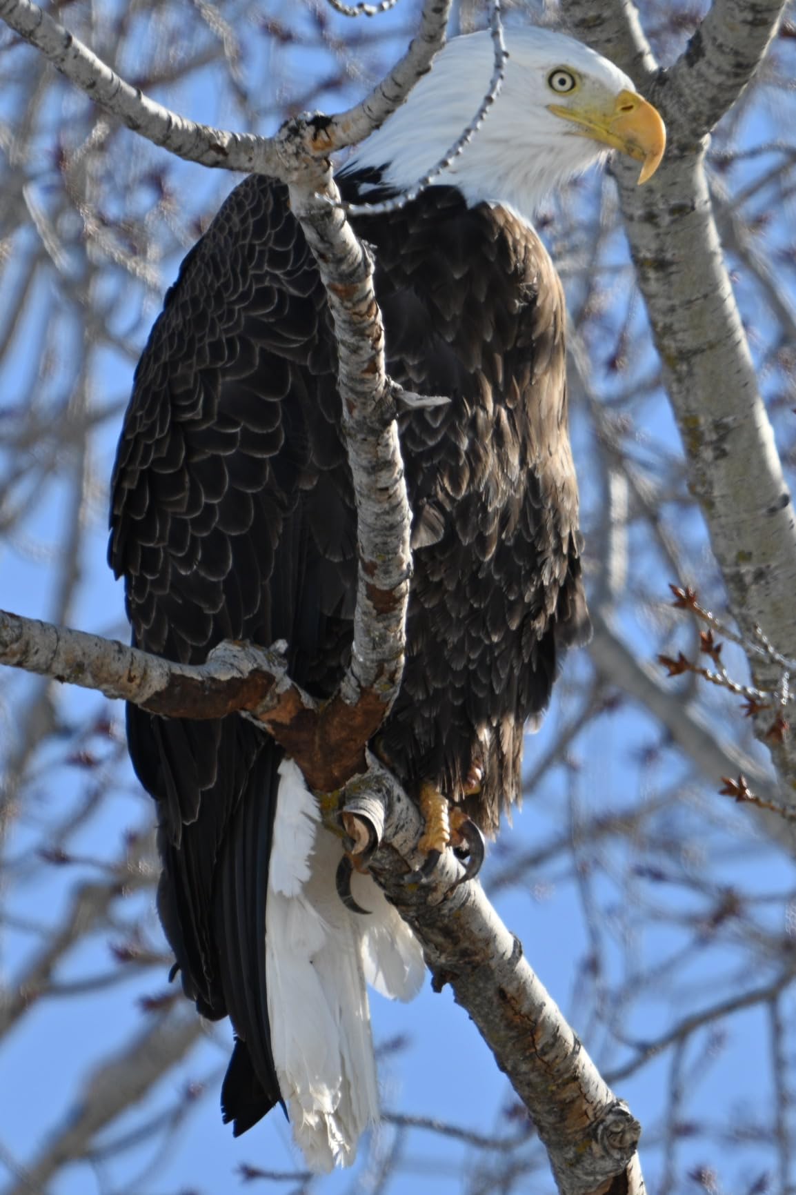 NIKON NIKKOR Z 180-600mm f/5.6-6.3 VR, 1 Count (Pack of 1) - Customer Photo 1