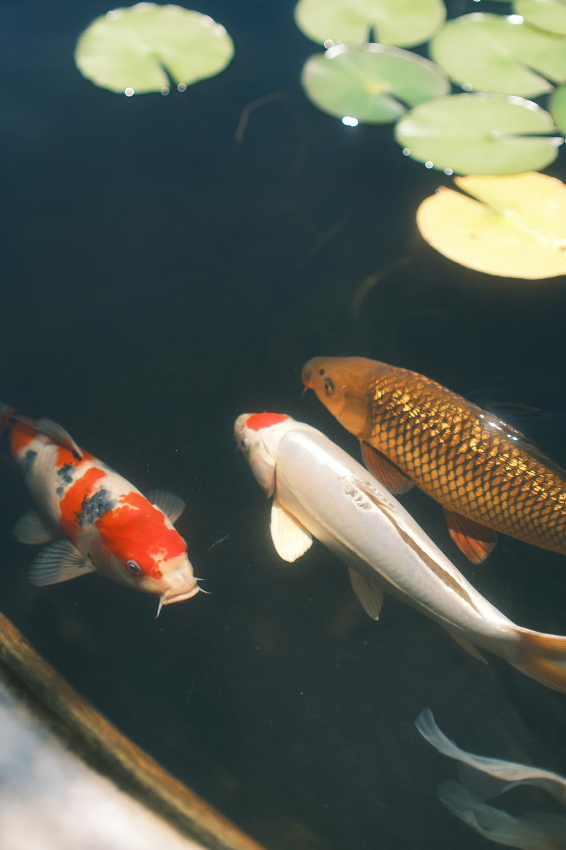 Brightin Star 35mm F0.95 APS-C Manual Focus Prime Lens for Nikon Z-Mount Mirrorless Cameras - Customer Photo 2