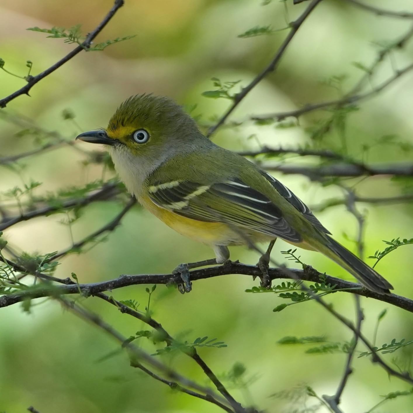 Tamron 70-180mm F/2.8 Di III VC VXD G2 for Sony E-Mount Full Frame Mirrorless Cameras - Customer Photo 3